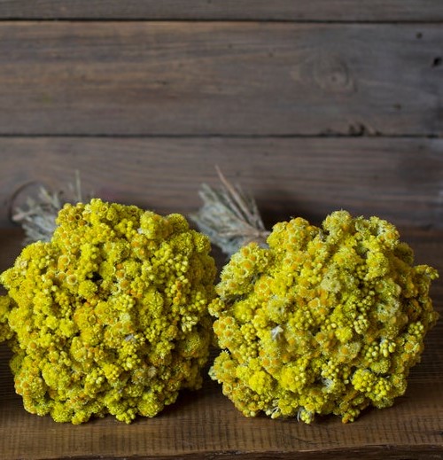 Dried Yellow Helichrysum